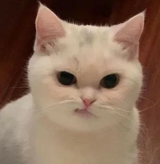 🥱 Katze, weiße Katze, wütende Katze, lustige Katze, Meme, süß, Tier telegram sticker