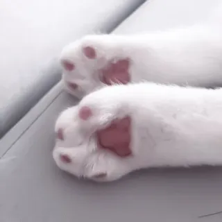 🐾 gato, patas, lindo, animal, blanco, mascota, doméstico telegram sticker
