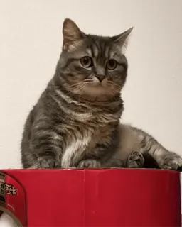 😐 gato, mascota, animal, gato atigrado, gato doméstico telegram sticker
