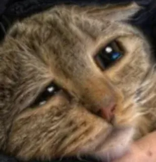 😢 gato, animal, triste, animal de estimação, felino, mamífero telegram sticker