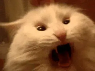😱 cat, animal, scream, scared, funny, meme telegram sticker