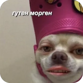 🫥 chihuahua гутен морген chihuahua, dog, croc, meme, funny, good morning, animal telegram sticker