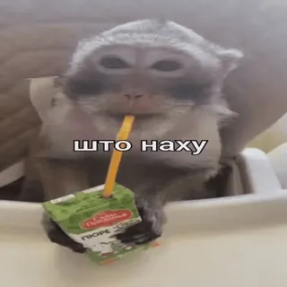 🤨 што наху monkey, drinking, juice, animal, meme telegram sticker