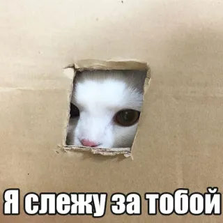 😜 Я слежу за тобой chat, regardant, boîte, animal, mème, regarder telegram sticker