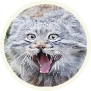 😄 кот, животное, манул, манул, дикий кот, кошачьи telegram sticker