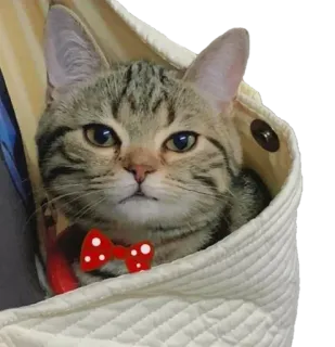 😸 kot, zwierzę domowe, zwierzę, muszka, słodki telegram sticker