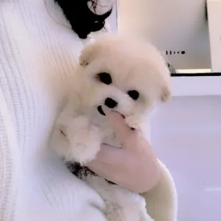 🥺 chó con, chó, dễ thương, thú cưng, động vật, chó nhỏ, chó trắng telegram sticker
