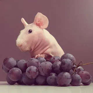 🤨 cavia, senza pelo, uva, frutta, animale, animale domestico, carino, roditore whatsapp sticker