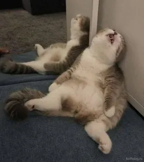😩 chat, dormir, bâillement, paresseux, drôle, animal, chat domestique whatsapp sticker