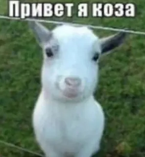 🌟 Привет я коза chèvre, animal, mème, drôle, russe, salutation telegram sticker
