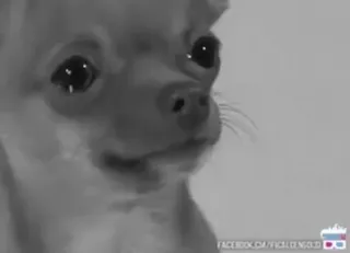 🥲 chihuahua, perro, animal, mascota, blanco y negro, lindo telegram sticker