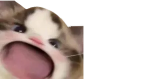 😍 gato, animal, meme, engraçado, animal de estimação telegram sticker