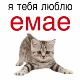 🥰 Я тебя люблю
ЕМАЕ chat, chaton, amour, russe, mème, mignon, animal telegram sticker