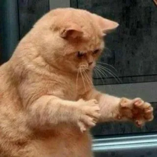 😺 chat, animal, drôle, mème, animal de compagnie, mignon telegram sticker