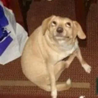 🐶 cão, animal, animal de estimação, engraçado, fofo telegram sticker