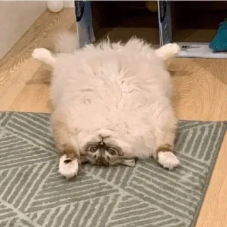 🕯 cat, funny, animal, pet, cute, fluffy whatsapp sticker