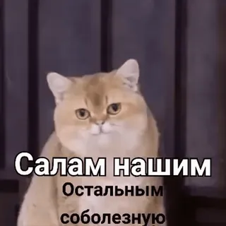 ✌️ Салам нашим
Остальным
соболезную gato, animais, meme, russo telegram sticker