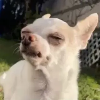 😋 Hund, Chihuahua, lustig, Tier, Haustier whatsapp sticker