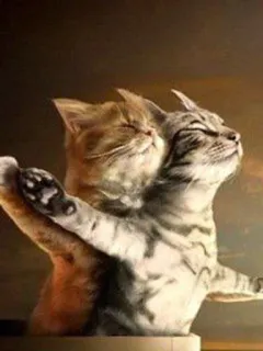 😍 Titanic chats, Titanic, parodie, humour, drôle, mème, animaux telegram sticker