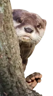 👀 wydra, zwierzę, drzewo, ssak, dzika przyroda, słodkie telegram sticker