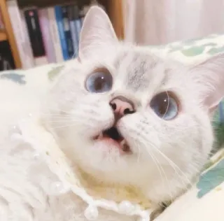 😡 gato, animal de estimação, animal, fofo, gatinho telegram sticker