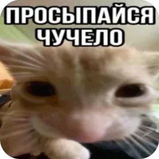 🫥 ПРОСЫПАЙСЯ ЧУЧЕЛО telegram sticker