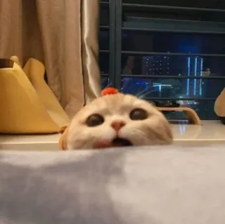 😺 gato, animal, fofo, animal de estimação whatsapp sticker