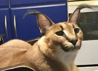 🤥 Floppa cat, caracal, animal, meme telegram sticker