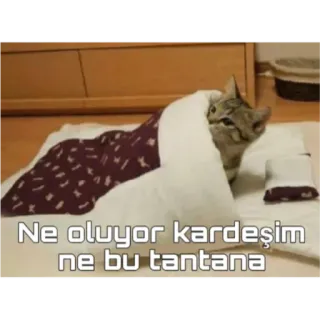 🐱 Ne oluyor kardeşim ne bu tantana kucing, selimut, lucu, meme, hewan peliharaan, binatang whatsapp sticker