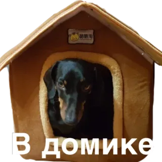 🏡 В домике dog, house, dachshund, pet whatsapp sticker