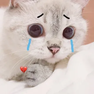 🐈 猫, 子猫, 涙, 悲しい, 泣く, 可愛い, 失恋 whatsapp sticker