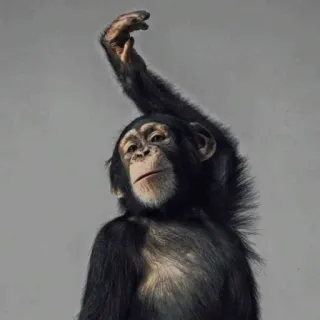 🐒 singe, chimpanzé, animal, primate telegram sticker