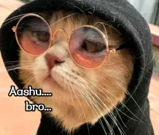 🤝 Aashu....
bro... kucing, kacamata, hoodie, keren, hewan, peliharaan telegram sticker