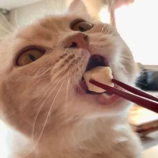 🍥 kucing, hewan, makanan, sumpit, makan, imut telegram sticker