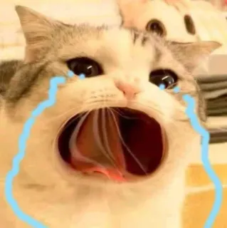 😭 cat, crying, sad, meme, animal telegram sticker