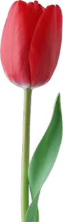 🌷 Blume, Tulpe, Rot, Pflanze, Natur whatsapp sticker