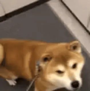 🐕 Hund, Shiba Inu, süß, Haustier, Tier telegram sticker