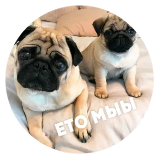☺️ ЭТО МЫ パグ, 犬, ペット, 子犬, かわいい, 動物, パグ2匹 telegram sticker