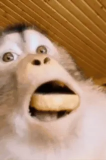 😒 animal, funny, monkey, ape, expression, surprised, shocked telegram sticker