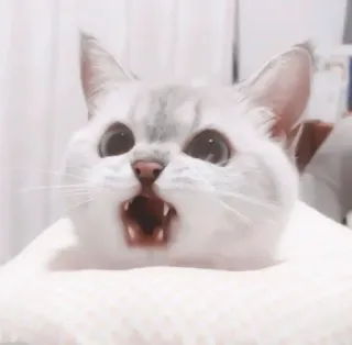 🎀 猫, 小猫, 震惊, 可爱, 搞笑, 动物, 宠物 telegram sticker