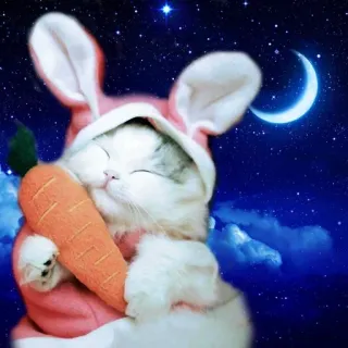 😴 kot, królik, marchewka, słodkie, zwierzę, noc, księżyc, gwiazdy telegram sticker