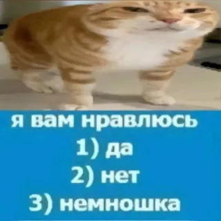 😊 я вам нравлюсь 1) да 2) нет 3) немношка แมว, มีม, ตลก, คำถาม telegram sticker