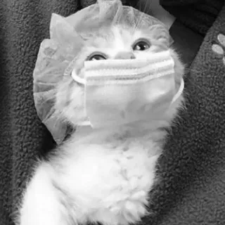 🖇 cat, mask, animal, pet, surgery, doctor, hospital telegram sticker