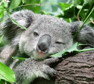 🐨 koala, animal, wildlife, cute, sleepy, australia, marsupial telegram sticker