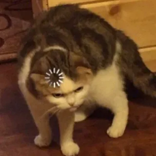 😐 gato, animal, carregando, meme, engraçado, internet telegram sticker