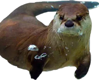 Lontra telegram stickers