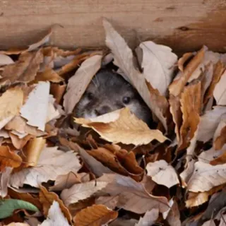 🐾 loutre, animal, feuilles, nature, caché, faune whatsapp sticker