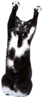 🐱 cat, animal, pet, black and white telegram sticker