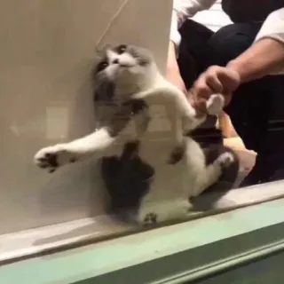 😫 猫, 動物, 面白い, 窓, ペット, 可愛い telegram sticker