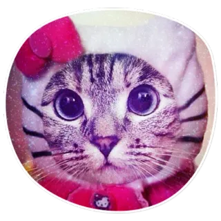 😸 Котики в костюмах @lennysticker whatsapp stickers